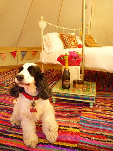 oneymoon Suite with Maisy the Loveabell dog